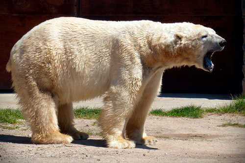 A receita de 50 cientistas para resolver a crise climática e a perda de biodiversidade