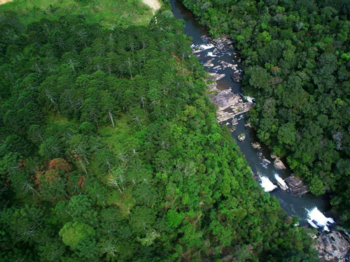 Reflorestamento de SP equivale a 10% de área para neutralidade de emissões no Brasil