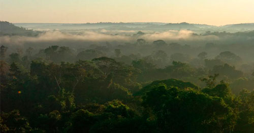 Amazônia terá sistema abrangente de análise de emissões de gases de efeito estufa