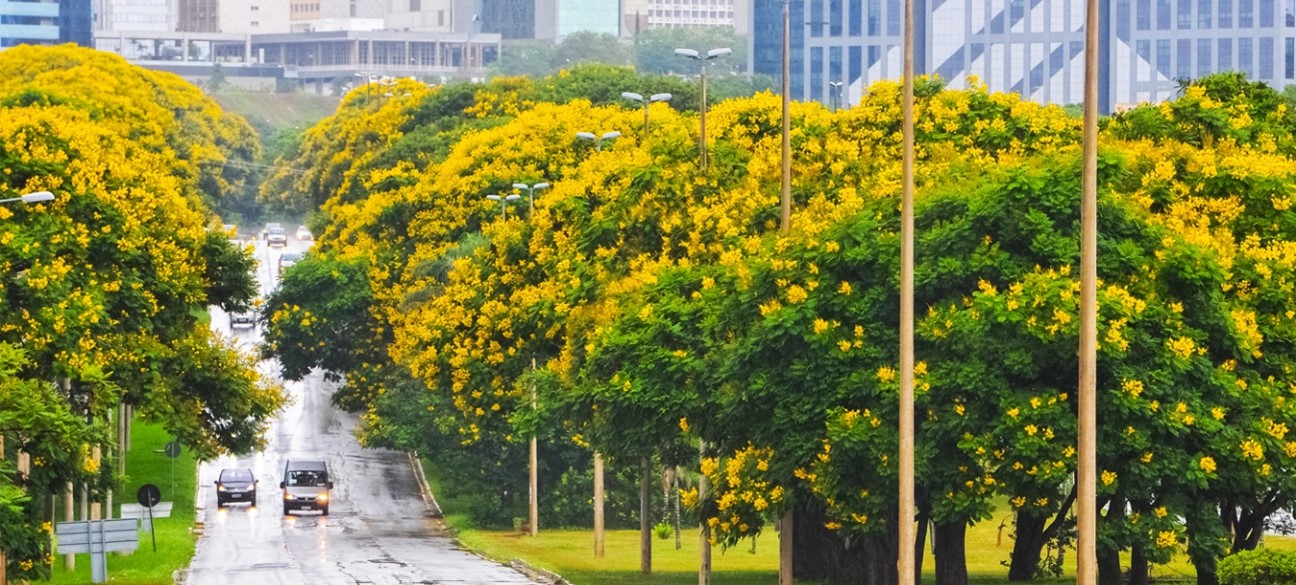 Árvores funcionam como ar-condicionado natural, reforça pesquisa do CEUB