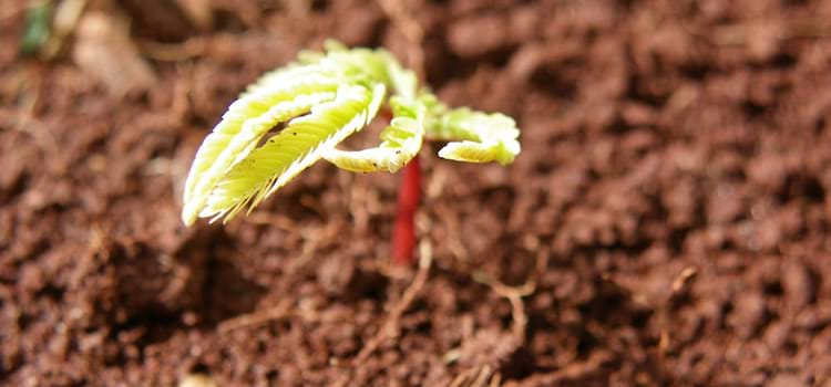  É possível recuperar 12 milhões de hectares de vegetação nativa do país até 2030, indica relatório