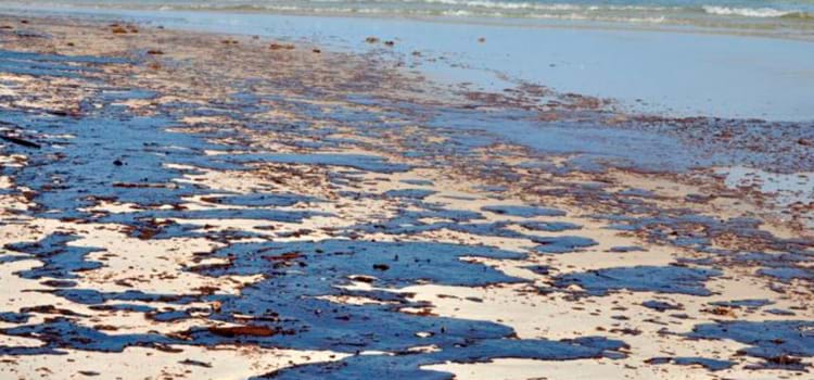 Bactéria que “come” petróleo pode ajudar a limpar os mares
