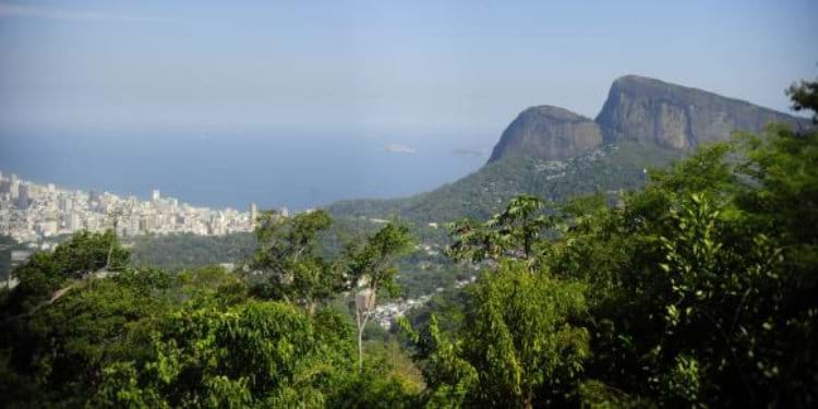  Reflorestamento é solução para salvar bacias hidrográficas do Rio