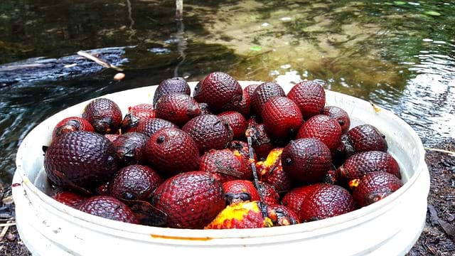 Estudo avalia uso de fibra de Buriti em pavimento permeável 