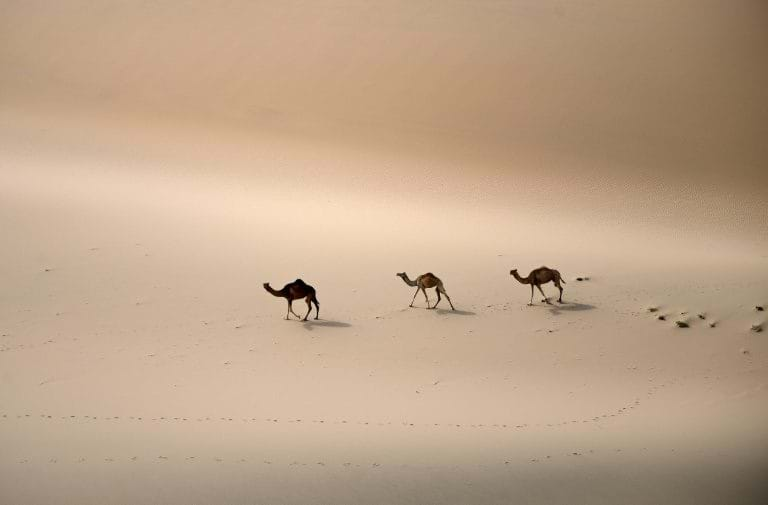 Arábia Saudita vai plantar bilhões de árvores para combater mudanças climáticas