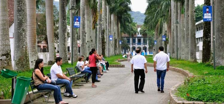 Cada árvore importa: cidades passam a priorizar a arborização urbana