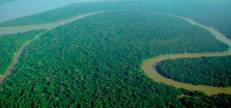 Maior projeto de reflorestamento do mundo será feito na Amazônia, 73 milhões de árvores serão plantadas 
