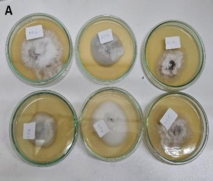 Pesquisa da FEI transforma casca de cacau em biocombustíveis e enzimas 