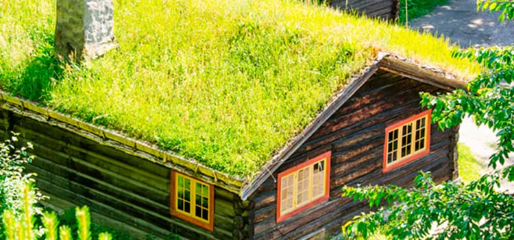 Telhado Verde é alternativa sustentável para economizar água