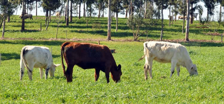  Pecuária brasileira reduz área de pastagem 