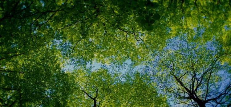  Sustentabilidade foca a substituição de processos 