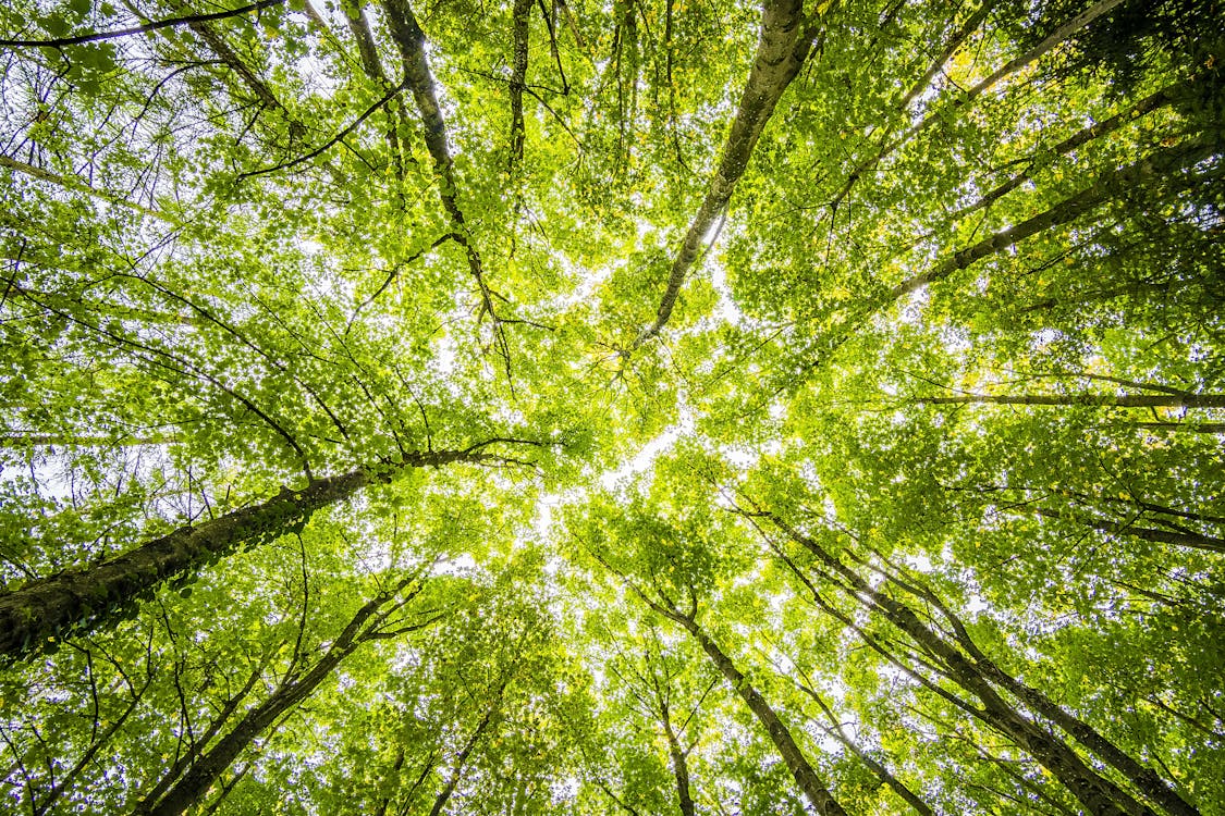 Países do Acordo de Escazú aprovam plano para proteção de defensores do meio ambiente