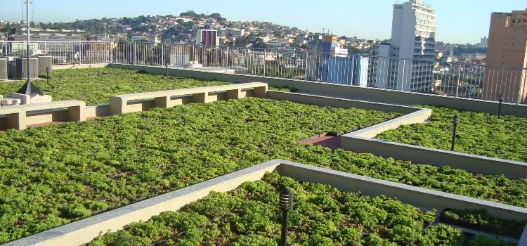 Telhado verde passa a ser obrigatório no Recife