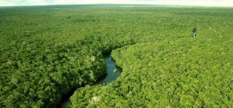  Desmatamento na região da Amazônia Legal cai 82% em 10 anos