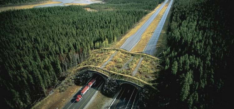 Pontes vivas reduzem emissões de carbono e protegem animais